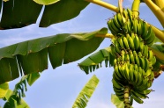 香蕉树上绿色香蕉图片