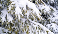 冬天森林树木雪景图片