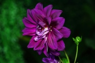大丽花紫色花朵图片