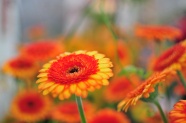 橙色非洲菊花朵摄影图片