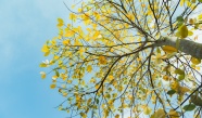 天空下秋天泛黄树木图片