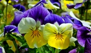 三色堇鲜花观赏图片