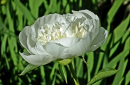 白色牡丹花朵微距图片
