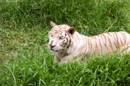 草丛白色孟加拉虎图片