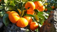 成熟橘子丰收图片