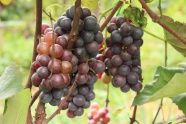 成熟黑加仑葡萄串图片