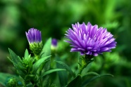 紫色翠菊花朵摄影图片