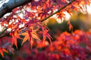 秋季唯美枫树叶风景图片
