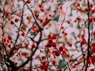 树枝上的红色浆果图片