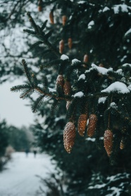 冬季冷杉树图片