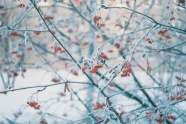 冬季雾凇植物风景图片