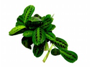 多年生绿色植物图片