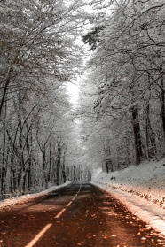 冬季唯美树林雾凇风景图片