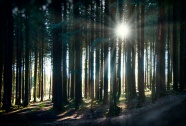 清晨树林林木景观图片