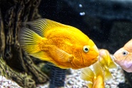 鱼缸黄色观赏鱼图片
