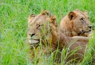 草丛两只野狮子图片