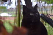 黑色基蒂猫图片
