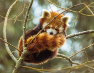 树枝上睡觉的小浣熊图片