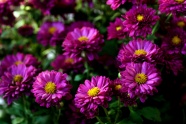 花园紫色菊花开放图片