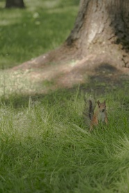 公园草地上的小松鼠图片