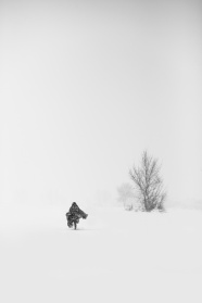 风雪中行走的背影图片