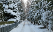 冬季路边树木积雪图片