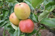 树枝上成熟苹果图片