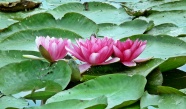 池塘漂亮睡莲花朵图片
