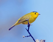 树杈上的黄色小鸟图片