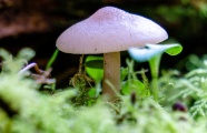 草地真菌蘑菇摄影图片
