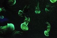 海底绿色水母图片