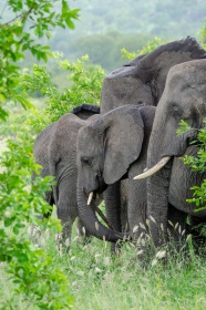 野生大象群图片