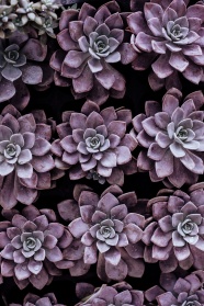 一排排紫色多肉植物图片