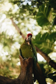 树林绿色鹦鹉图片
