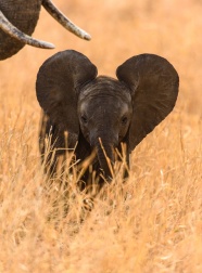 非洲草丛小野象图片
