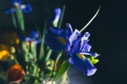 蓝色鸢尾花植物花朵图片