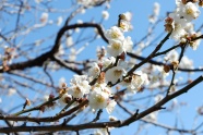 春天日本白色樱花图片