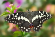 白色斑点燕尾蝴蝶图片