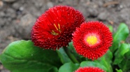 大红色雏菊花观赏图片