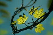 春季枝藤绿叶摄影图片
