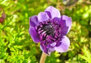紫色海葵花微距图片