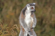 灰色狐猴图片
