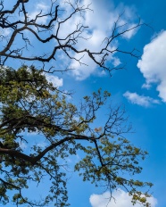 蓝天白云下的树枝图片