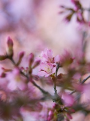 玫粉色植物花朵图片