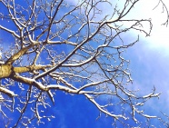蓝天积雪覆盖干树枝图片