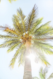 炎炎夏日棕榈树图片