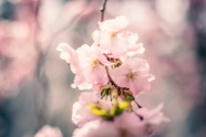 春日粉色花卉微距摄影图片