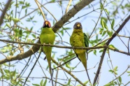 树枝上两只绿色鹦鹉图片