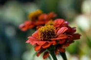 橙色百日草花朵摄影图片