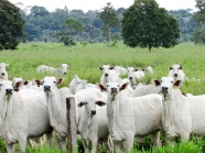 农牧场白色奶牛群图片
